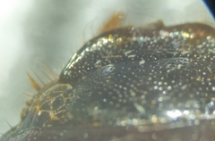 Phyllophaga drakii
