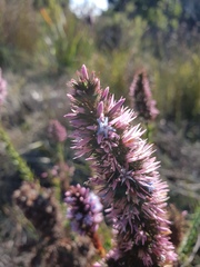 Andersonia caerulea