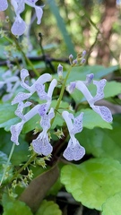 Plectranthus ciliatus