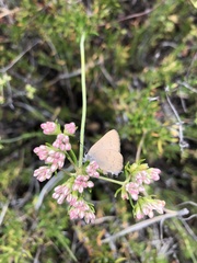 Satyrium auretorum