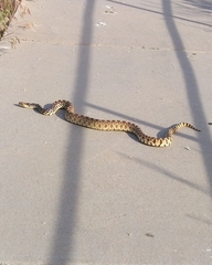 Pituophis catenifer sayi