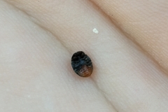 Rhyzobius forestieri