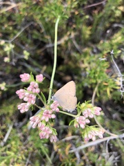 Satyrium auretorum