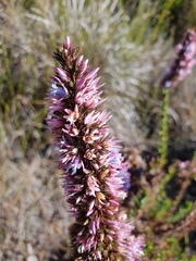 Andersonia caerulea