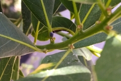 Rhyzobius forestieri