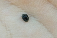 Rhyzobius forestieri