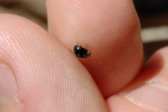 Rhyzobius forestieri