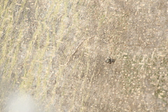 Cephalotes goniodontus