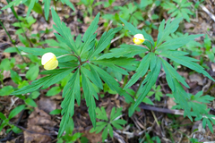 Anemonoides uralensis