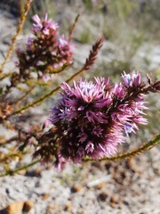 Andersonia caerulea