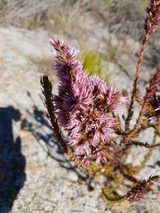 Andersonia caerulea