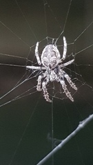 Larinioides sclopetarius