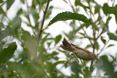 Acrocephalus palustris