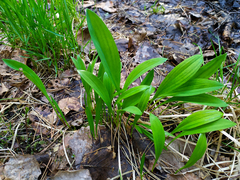 Allium microdictyon