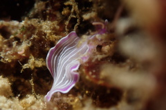 Prostheceraeus roseus