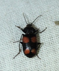 Panagaeus crucigerus