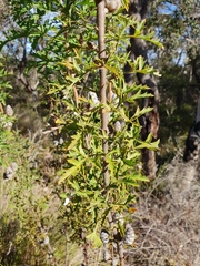 Petrophile diversifolia