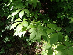 Eleutherococcus senticosus