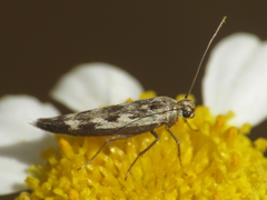 Scythris limbella