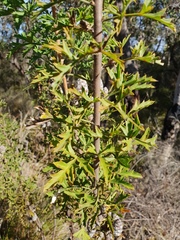 Petrophile diversifolia