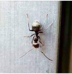 Camponotus