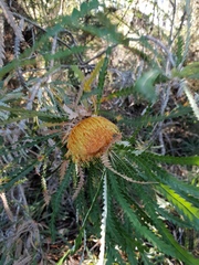 Banksia formosa