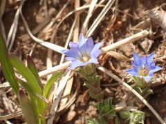 Gentiana squarrosa
