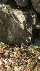 Vipera aspis aspis