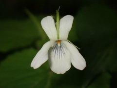 Viola acuminata