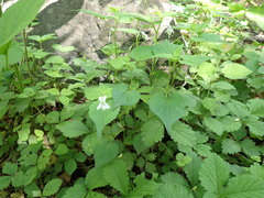 Viola acuminata