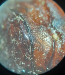 Phyllophaga drakii