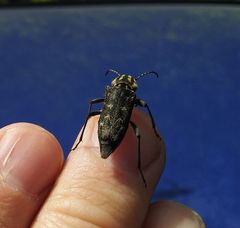 Xylotrechus rusticus