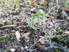 Pterostylis vittata