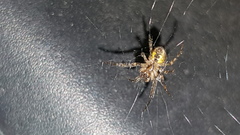 Zygiellinae