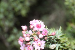Verticordia plumosa