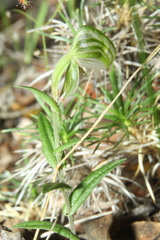 Pterostylis vittata