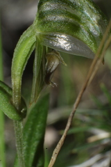 Pterostylis vittata
