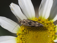 Scythris limbella