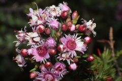 Verticordia plumosa