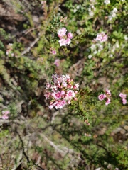 Verticordia plumosa