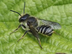 Megachile