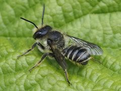 Megachile