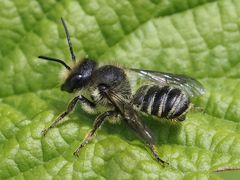 Megachile