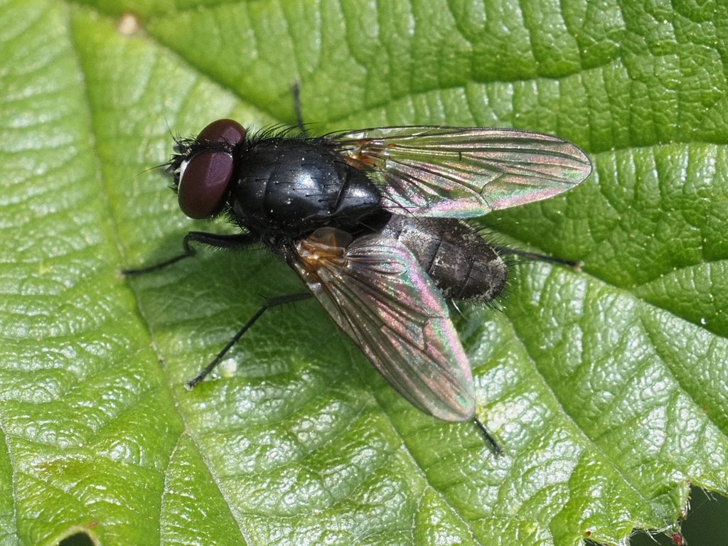 Hydrotaea similis