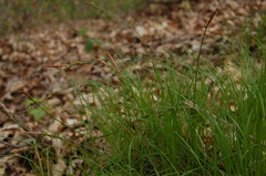 Carex pensylvanica