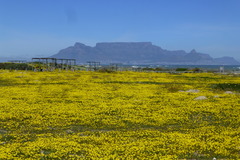 Senecio littoreus hispidulus