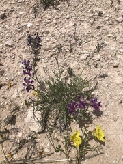 Oxytropis lambertii
