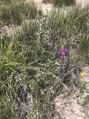 Oxytropis lambertii