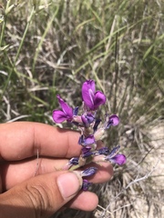 Oxytropis lambertii