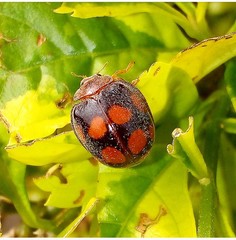 Epilachna mexicana